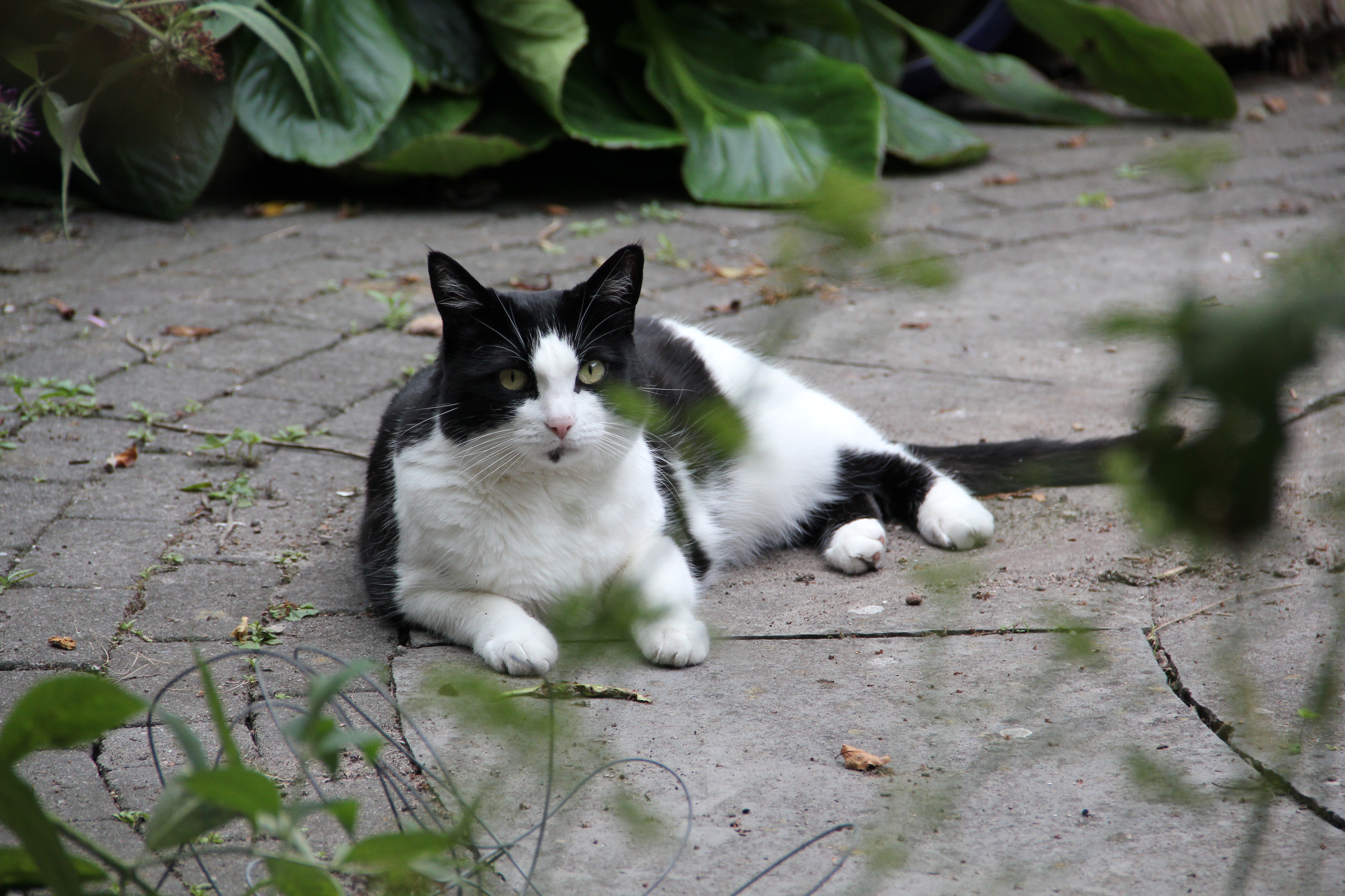 my cat